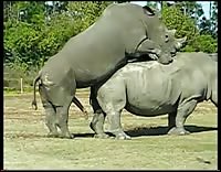 носорог трахает своего сородича самку