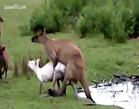Кенгуру спаривается с самкой в анус